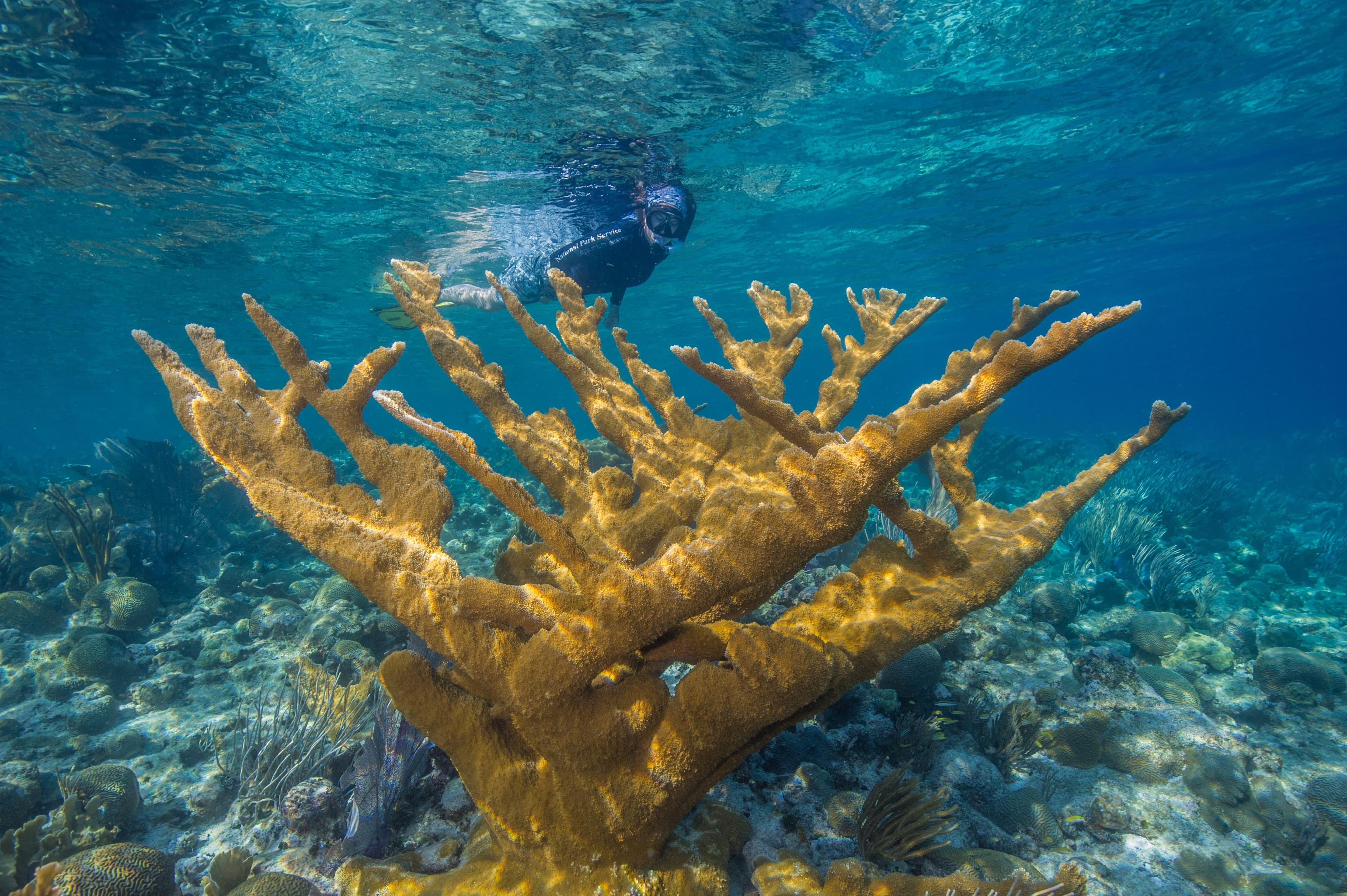 An NPS snorkeler above elkhorn coral at Buck Island Reef National Monument, St. Croix